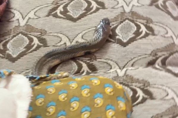 Cuddalore Kadal Nagarajan Snake Cuddalore Kadal Nagarajan Snake