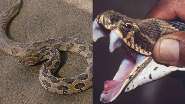 What happened to Karthik when he saw a glass viper at his neighbor s house in Coimbatore