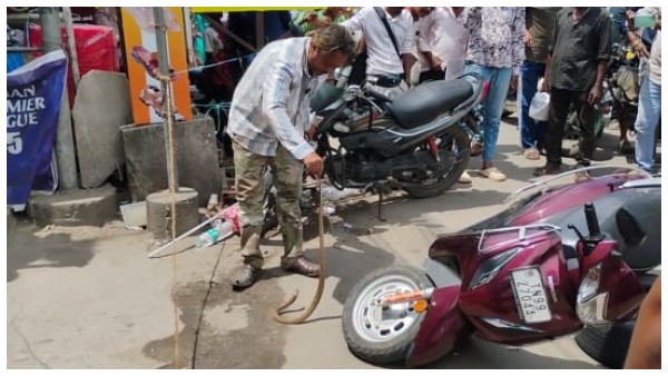 coimbatore-snake-cobra-snake-rescued-from-woman-s-bike-in-coimbatore-gandhipuram