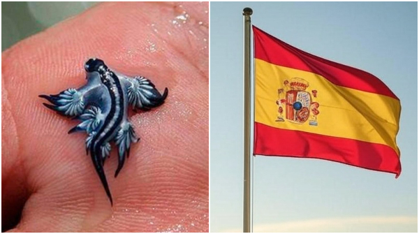 Spain Shut Down beaches as Venomous Blue Dragon Known as Ocean Most Beautiful Killers found on ocean Spain Shut Down beaches as Venomous Blue Dragon Known as Ocean Most Beautiful Killers found on ocean