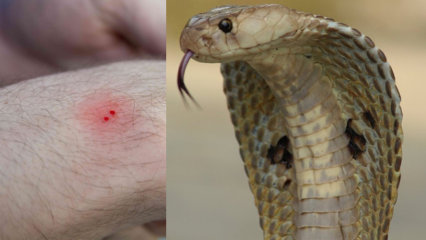 snake