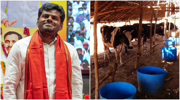 Is dairy farming profitable in India as Ex BJP state chief Annamalai to venture into dairy business