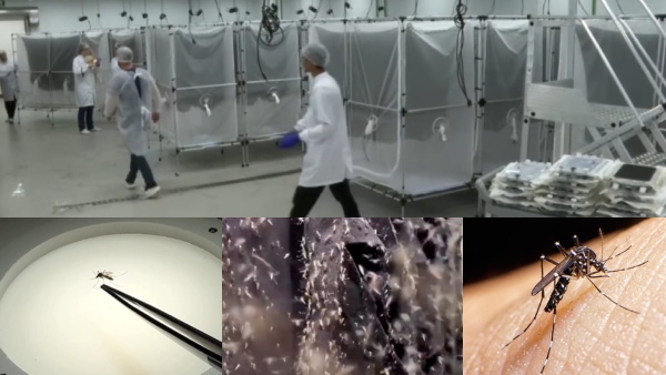 goodbye-to-dengue-brazil-start-biofactory-for-breeding-mosquitoesinfected-with-wolbachia-bacteria goodbye-to-dengue-brazil-start-biofactory-for-breeding-mosquitoesinfected-with-wolbachia-bacteria