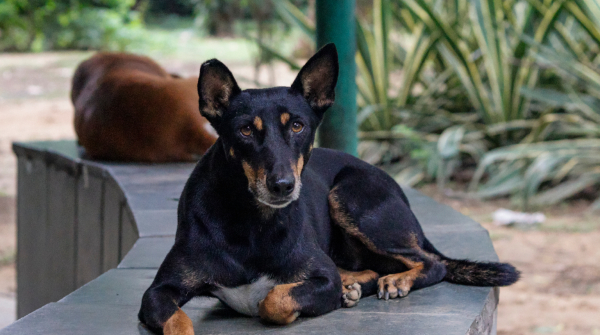 Uttar Pradesh Orders Life Imprisonment for Stray Dogs Biting Humans Twice New Directive Explained