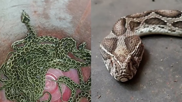 glass viper gives birth to 14 cubs in Thanjavur you need to know about the Big Four snake glass viper gives birth to 14 cubs in Thanjavur you need to know about the Big Four snake