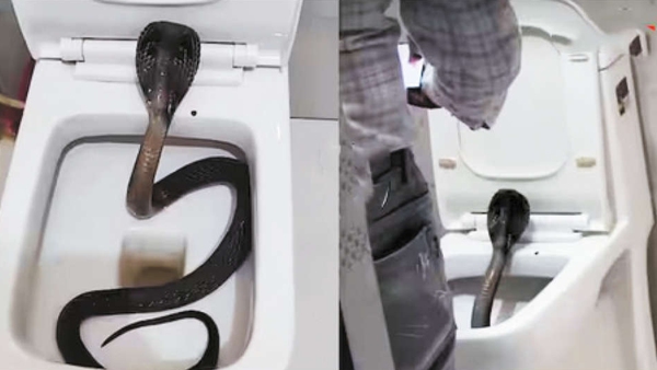 Ajmer Tourist finds cobra in toilet bowl on 2nd floor of hotel what happened Ajmer Tourist finds cobra in toilet bowl on 2nd floor of hotel what happened