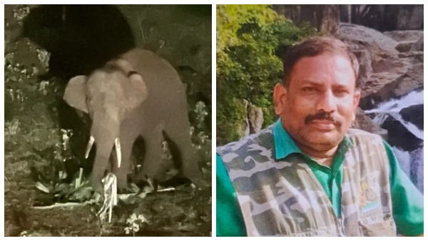 rolex-elephant-a-rolex-wild-elephant-attacked-a-doctor-who-came-to-administer-an-anesthetic-injec rolex-elephant-a-rolex-wild-elephant-attacked-a-doctor-who-came-to-administer-an-anesthetic-injec