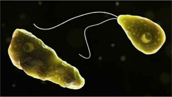 Kerala brain Kerala brain