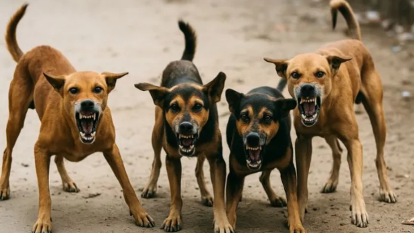 dog police dog police