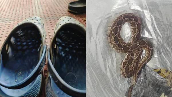 Bengaluru snake