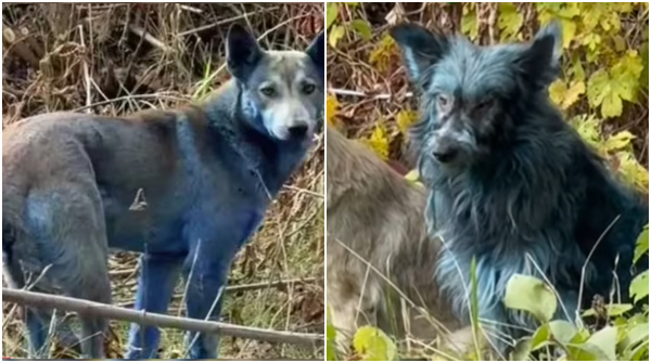 Why Chernobyl Dogs are Turning intro Bright Blue Exclusion Nuclear Wasteland Mystery continues Why Chernobyl Dogs are Turning intro Bright Blue Exclusion Nuclear Wasteland Mystery continues