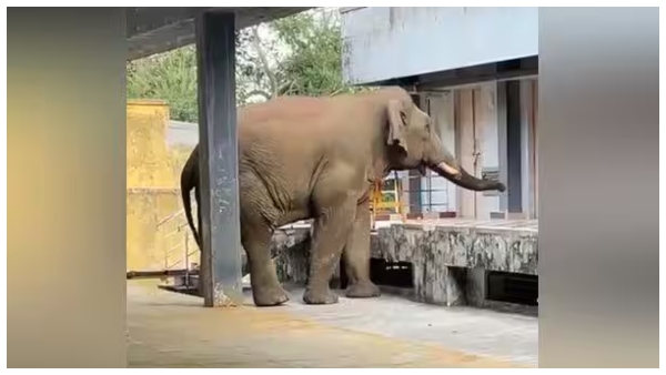 high-court-questions-how-elephant-that-entered-velliangiri-temple-died