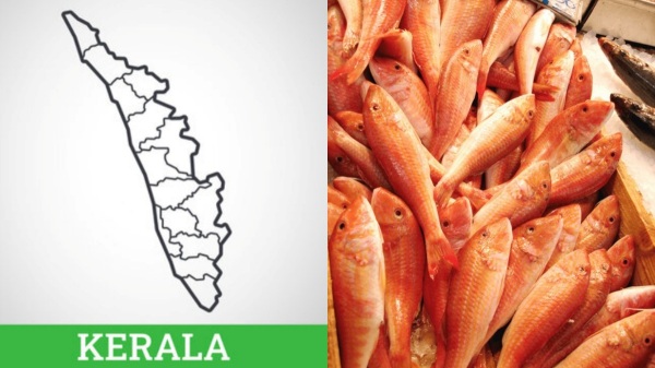 Red Colour Navarai Fish Neyyattinkara Kerala Red Colour Navarai Fish Neyyattinkara Kerala