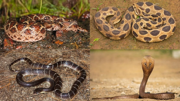snakes Tamil Nadu snakes Tamil Nadu