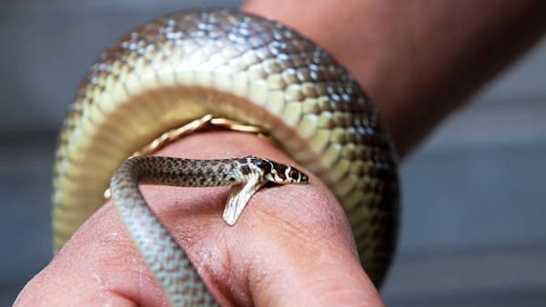 Uttar Pradesh snake
