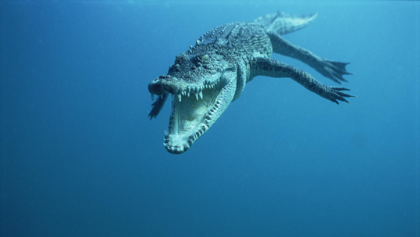 crocodile Egypt crocodile Egypt