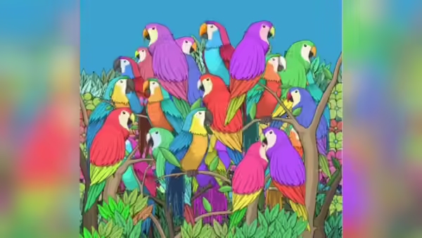 optical illusion offbeat trend optical illusion offbeat trend