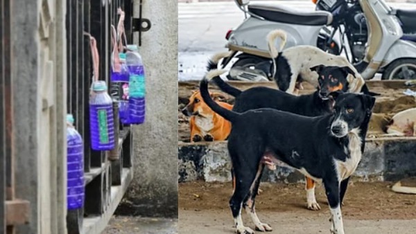 bottles-filled-with-blue-tinted-water-outside-3-apartment-complexes-in-saligramam-to-avoid-stray-dog bottles-filled-with-blue-tinted-water-outside-3-apartment-complexes-in-saligramam-to-avoid-stray-dog