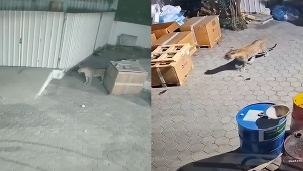 A leopard in a warehouse located opposite NEPC Mill irugur ravathur pirivu Coimbatore A leopard in a warehouse located opposite NEPC Mill irugur ravathur pirivu Coimbatore