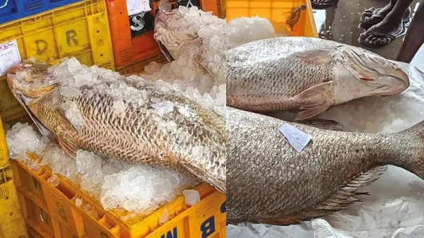 Sea Gold Rameswaram Ramanathapuram