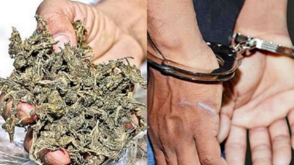 cannabis simbu chennai cannabis simbu chennai