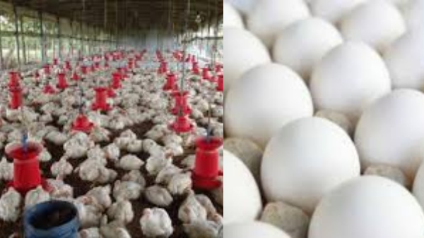 Namakkal Egg Namakkal Egg