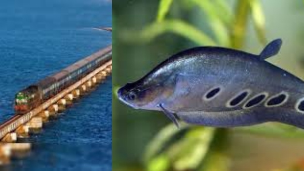 Pamban Fishermen Pamban Fishermen