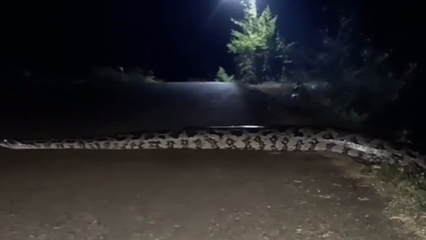 Nature s Surprise A python slithered along Swamithope Road in Kanyakumari