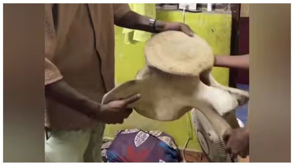 Whale Bone Mahaballipuram Old Whale Bones Whale Bone Mahaballipuram Old Whale Bones