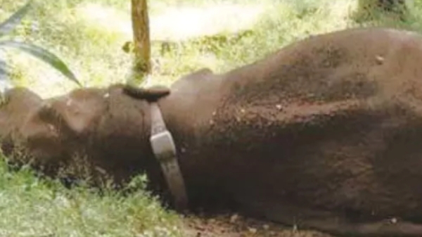 Coimbatore Kovai Rolex Elephant