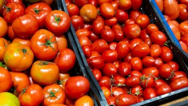 Tomato tomato price Heavy Rain Tomato tomato price Heavy Rain