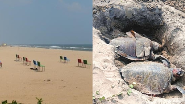 Foreign turtles washed ashore along the coastal area from Neelankarai to Akkarai Foreign turtles washed ashore along the coastal area from Neelankarai to Akkarai