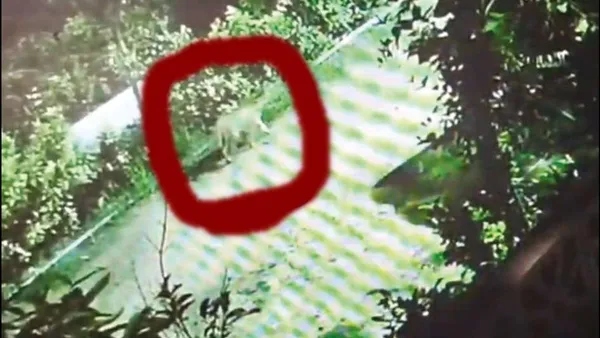 Mysterious animal spotted on CCTV in Sulur Coimbatore Big twist after forest investigation Mysterious animal spotted on CCTV in Sulur Coimbatore Big twist after forest investigation