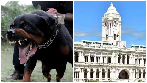 chennai-dogs-pitbulls-and-rottweilers-has-been-banned-in-chennai chennai-dogs-pitbulls-and-rottweilers-has-been-banned-in-chennai