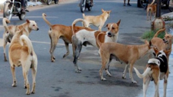 Stray dogs school students