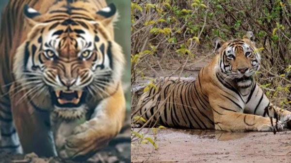 vandalur tiger vandalur tiger