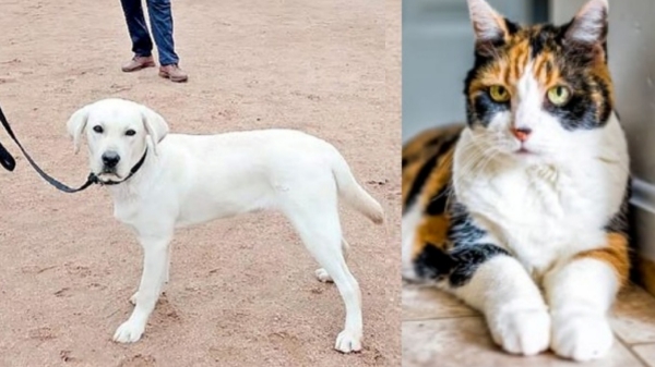 chennai corporation dog cat chennai corporation dog cat