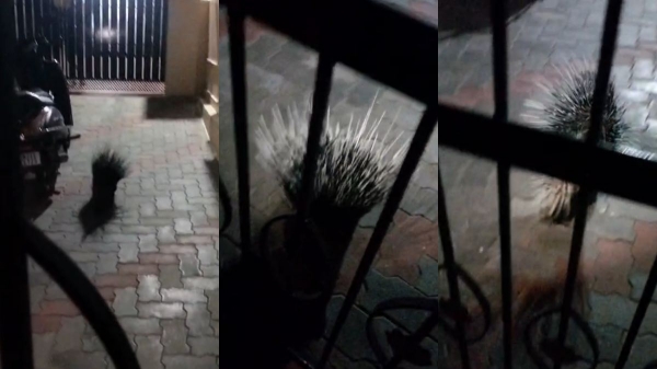 Coimbatore Kovai Porcupine Coimbatore Kovai Porcupine