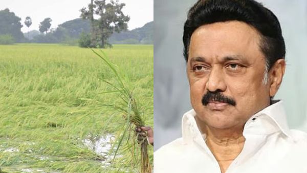 Tamil Nadu Govt Allocates Rs 289 63 Crore as Relief For Farmers for Crop Loss Due to Rains Tamil Nadu Govt Allocates Rs 289 63 Crore as Relief For Farmers for Crop Loss Due to Rains