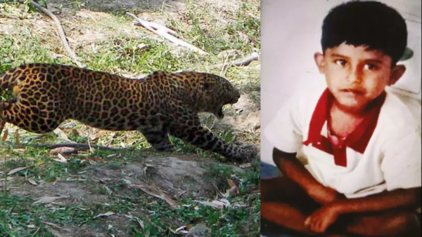 covai Valparai Leopard