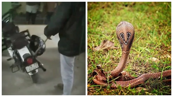 coimbatore-snake-man-in-coimbatore-was-shocked-to-find-a-4-foot-snake-inside-his-helmet coimbatore-snake-man-in-coimbatore-was-shocked-to-find-a-4-foot-snake-inside-his-helmet