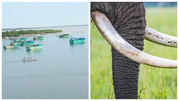 3-arrested-for-attempting-to-smuggle-elephant-tusks-from-ramanathapuram-district-to-srilanka 3-arrested-for-attempting-to-smuggle-elephant-tusks-from-ramanathapuram-district-to-srilanka