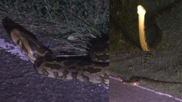 Snake Python Nilgiris Snake Python Nilgiris