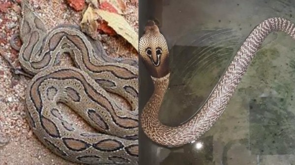 Pudukottai Snake Viralimala Pudukottai Snake Viralimala