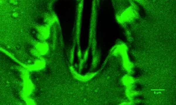 plants breathing plants respiration scientists discovery plant breathing real time plants breathing plants respiration scientists discovery plant breathing real time