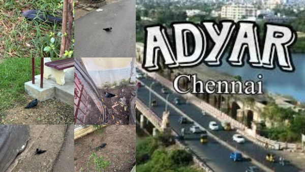 crows-drop-dead-in-big-numbers-in-adyar-in-chennai-and-experts-have-asked-people-not-o-touch-the-cro crows-drop-dead-in-big-numbers-in-adyar-in-chennai-and-experts-have-asked-people-not-o-touch-the-cro