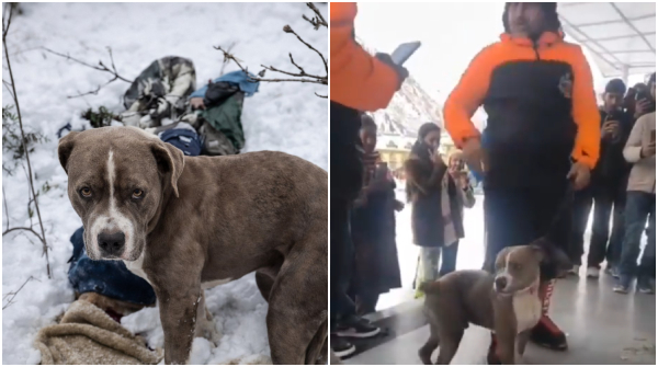 Loyal Pitbull Guards Owner s Body for 4 Days without food and water in Himachal Snow Netizens reacts Loyal Pitbull Guards Owner s Body for 4 Days without food and water in Himachal Snow Netizens reacts