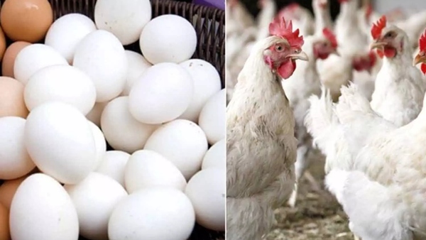Egg prices and broiler chicken prices dropped due to Thaipusam in namakkal