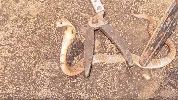 Arakkonam Government Hospital Snake King Cobra Arakkonam Government Hospital Snake King Cobra