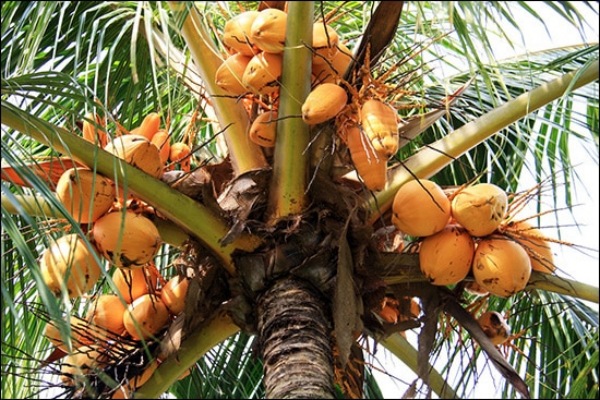 Coconut Tree Climbers